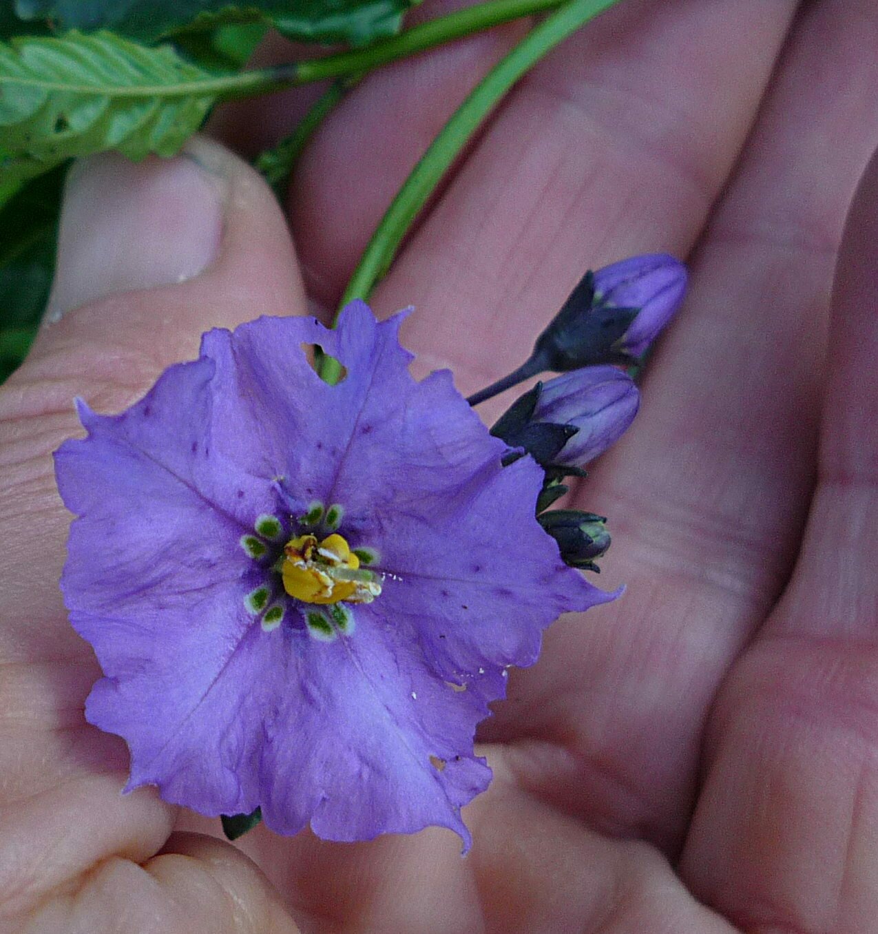 High Resolution Solanum umbelliferum Flower